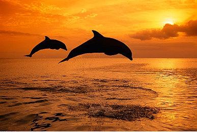 《双截龙》被绑女友锻炼身体后加盟《热血少女2》